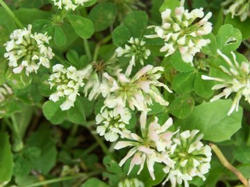 Trifolium nigrescens, Medicago lupulina, Trifolium campestre